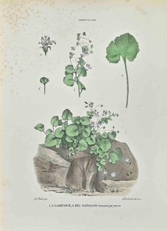 Gargano Bellflower - Lithograph by Vincenzo Tenore - 1870s