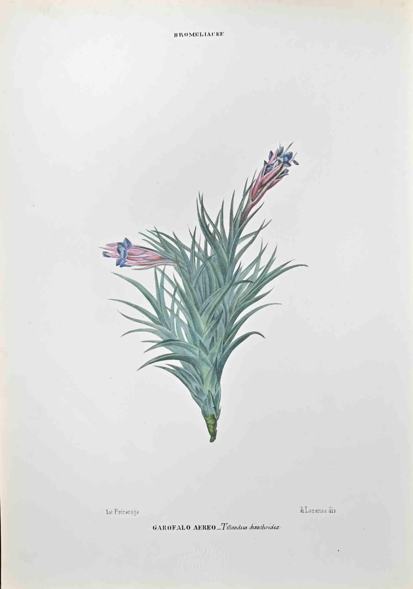 Lithograph hand watercolored.

Belongs to the Series "Atlante di Botanica popolare ossia Illustrazione di Piante Notevoli di ogni famiglia" (Atlas of popular botany or illustration of notable plants of each family), published in Napoli, by Raimondo