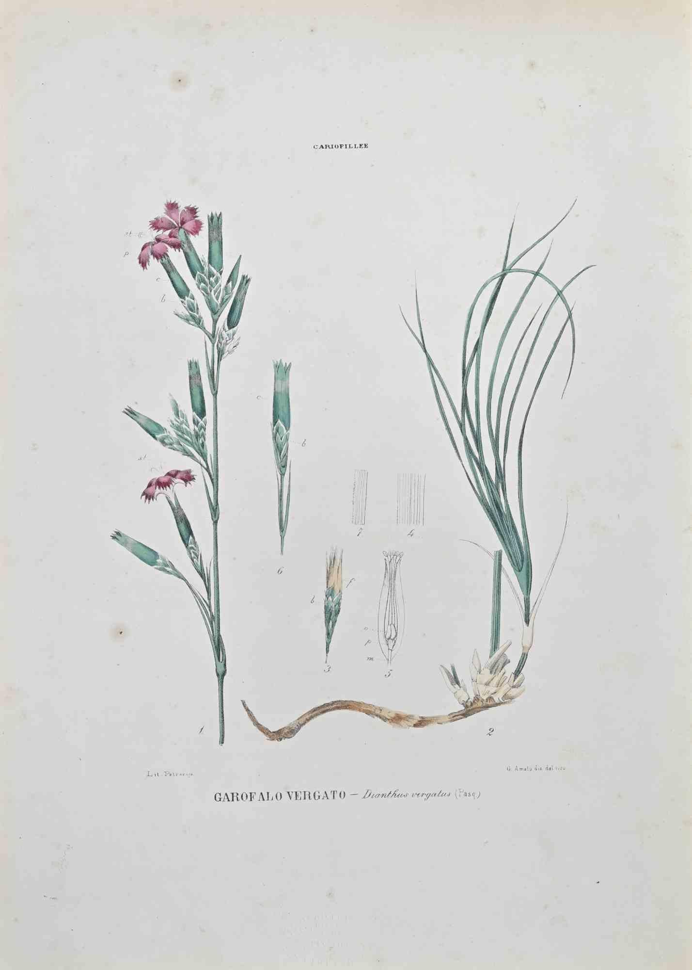 Lithograph hand watercolored.

Belongs to the Series "Atlante di Botanica popolare ossia Illustrazione di Piante Notevoli di ogni famiglia" (Atlas of popular botany or illustration of notable plants of each family), published in Napoli, by Raimondo