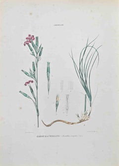 Garofalo Vergato - Lithograph by Vincenzo Tenore - 1870s