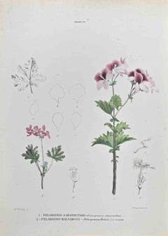 Geraniaceae - Lithograph by Vincenzo Tenore - 1870s