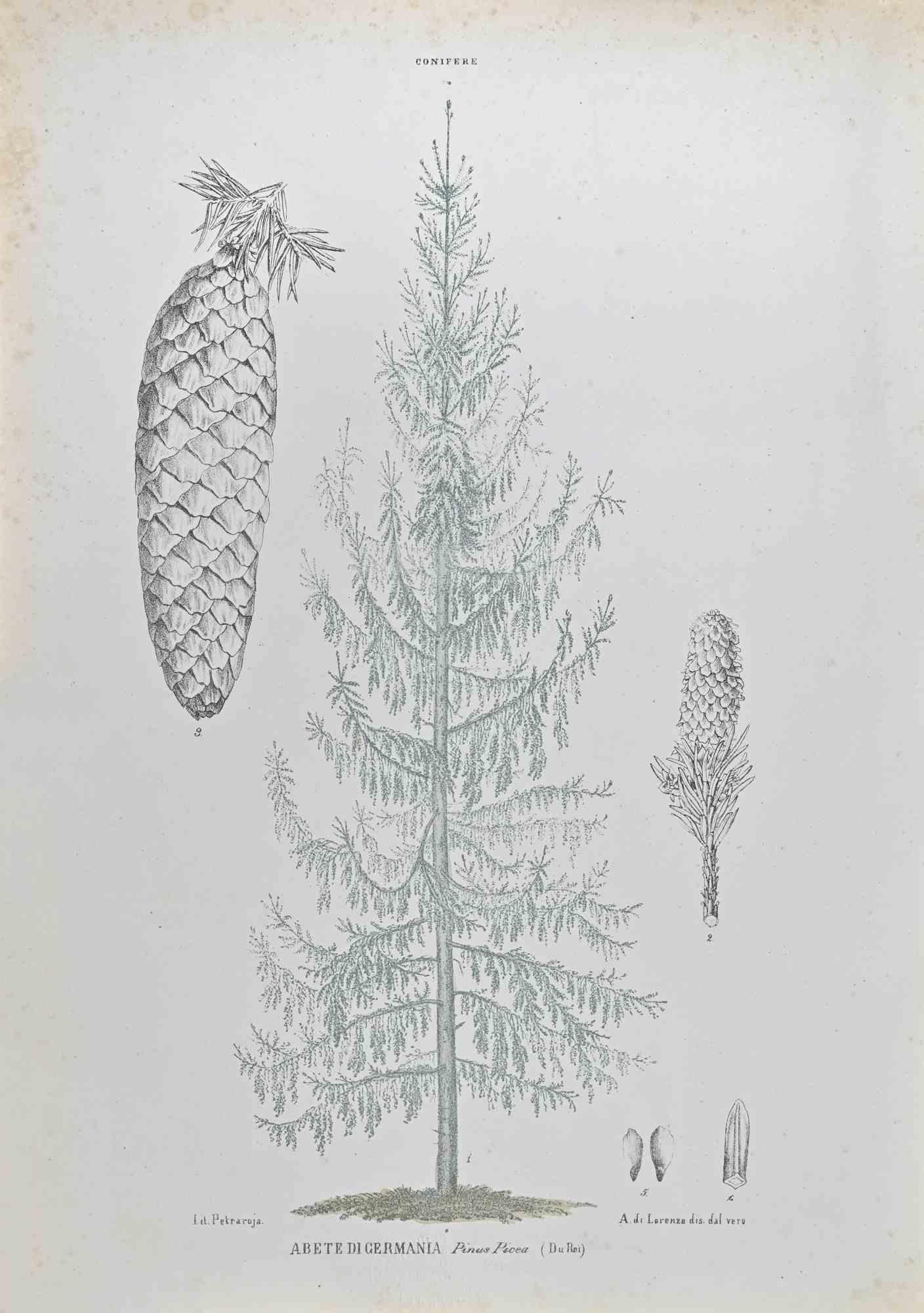 Litografia acquerellata a mano.

Appartiene alla Collana "Atlante di Botanica popolare ossia Illustrazione di Piante Notevoli di ogni famiglia", pubblicata a Napoli, da Raimondo Petrajola, nel 1872/76.

Questa è la prima edizione di una popolare