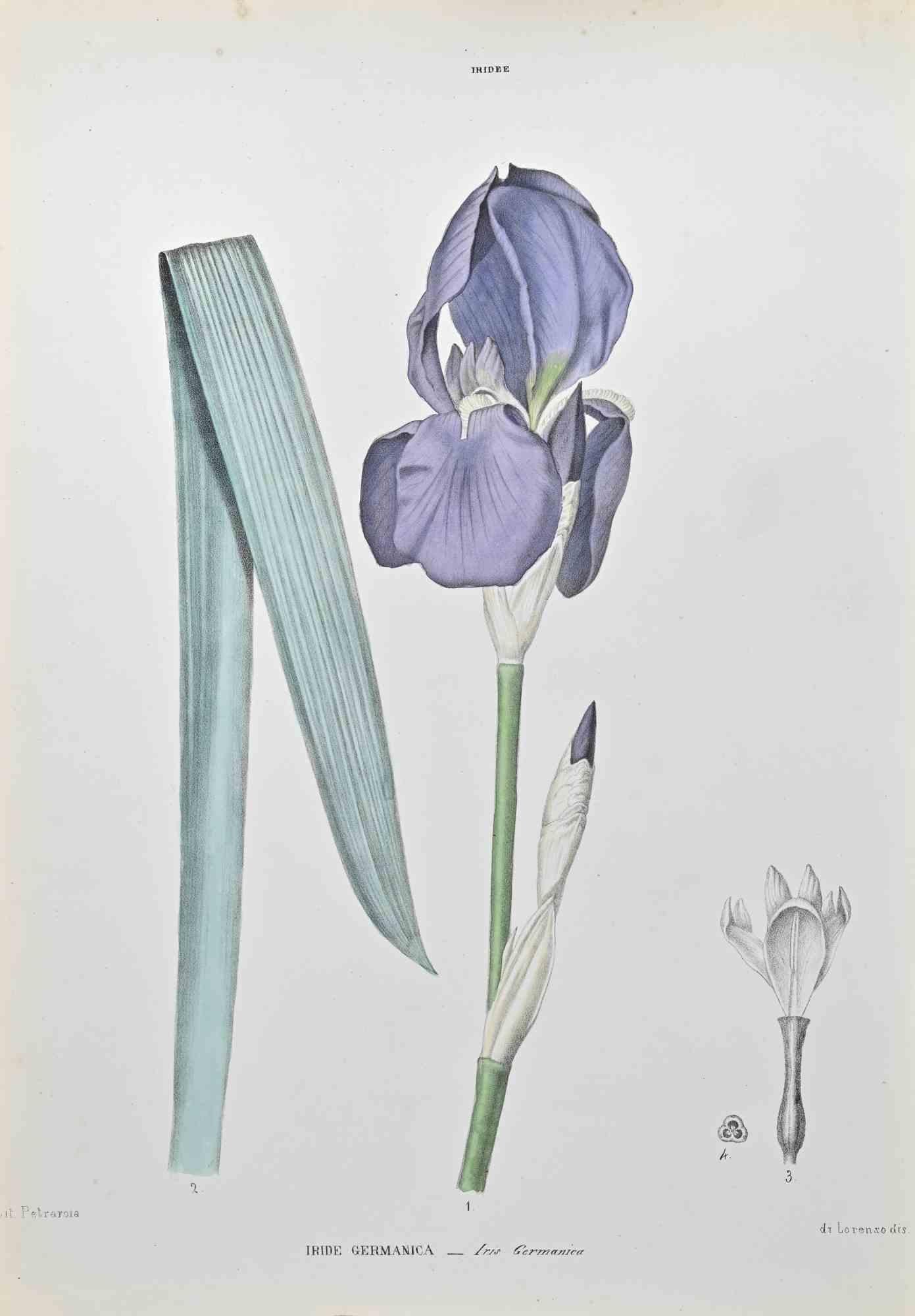 Lithographie aquarellée à la main.

Appartient à la série "Atlante di Botanica popolare ossia Illustrazione di Piante Notevoli di ogni famiglia" (Atlas de botanique populaire ou illustration des plantes remarquables de chaque famille), publiée à