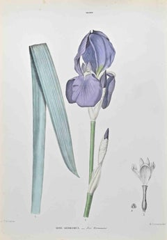 Antique Germanic Iris - Lithograph by Vincenzo Tenore - 1870s