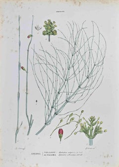 Gnetaceae – Lithographie von Vincenzo Tenore – 1870er Jahre