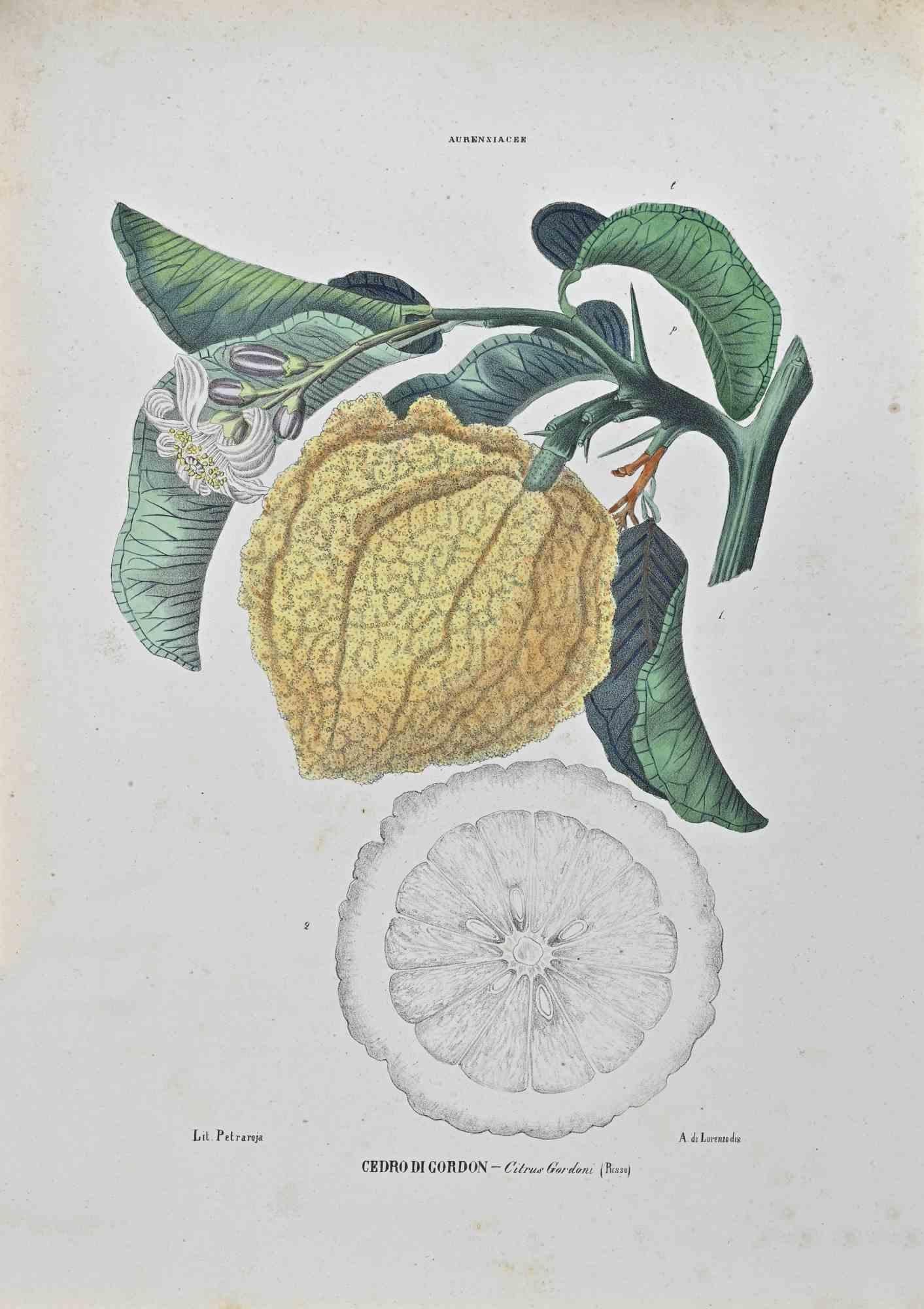Lithograph hand watercolored.

Belongs to the Series "Atlante di Botanica popolare ossia Illustrazione di Piante Notevoli di ogni famiglia" (Atlas of popular botany or illustration of notable plants of each family), published in Napoli, by Raimondo