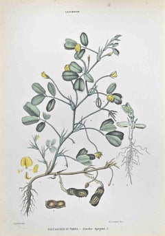 Antique Ground Pistachio - Lithograph by Vincenzo Tenore - 1870s