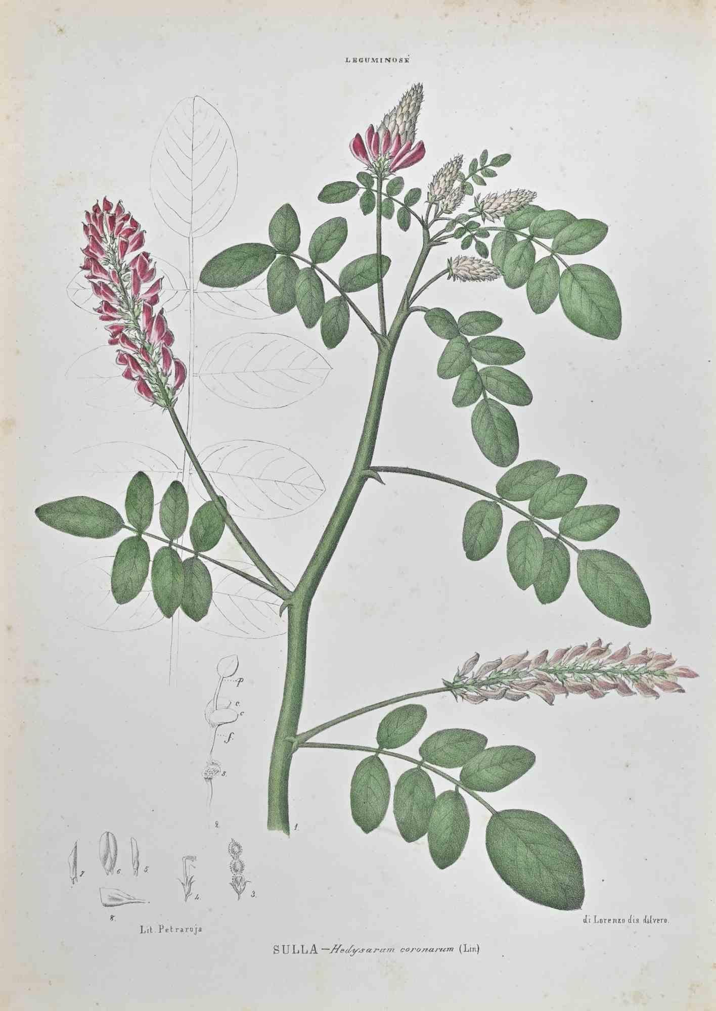 Lithograph hand watercolored.

Belongs to the Series "Atlante di Botanica popolare ossia Illustrazione di Piante Notevoli di ogni famiglia" (Atlas of popular botany or illustration of notable plants of each family), published in Napoli, by Raimondo