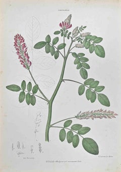 Hedisaram Coronarum - Lithographie de Vincenzo Tenore - années 1870