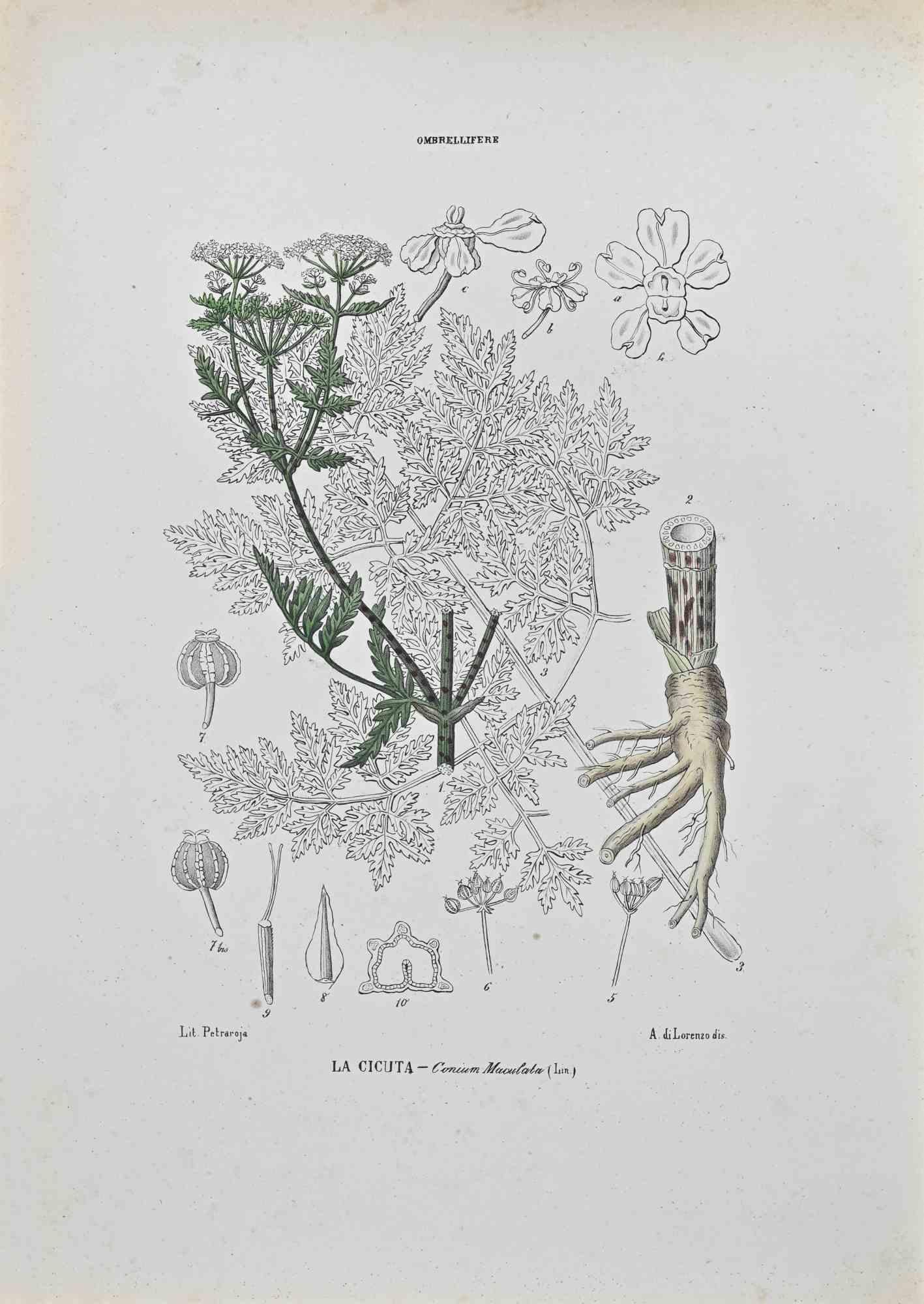 Lithographie aquarellée à la main.

Appartient à la série "Atlante di Botanica popolare ossia Illustrazione di Piante Notevoli di ogni famiglia" (Atlas de botanique populaire ou illustration des plantes remarquables de chaque famille), publiée à