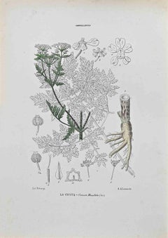 Antique Hemlock - Lithograph by Vincenzo Tenore - 1870s