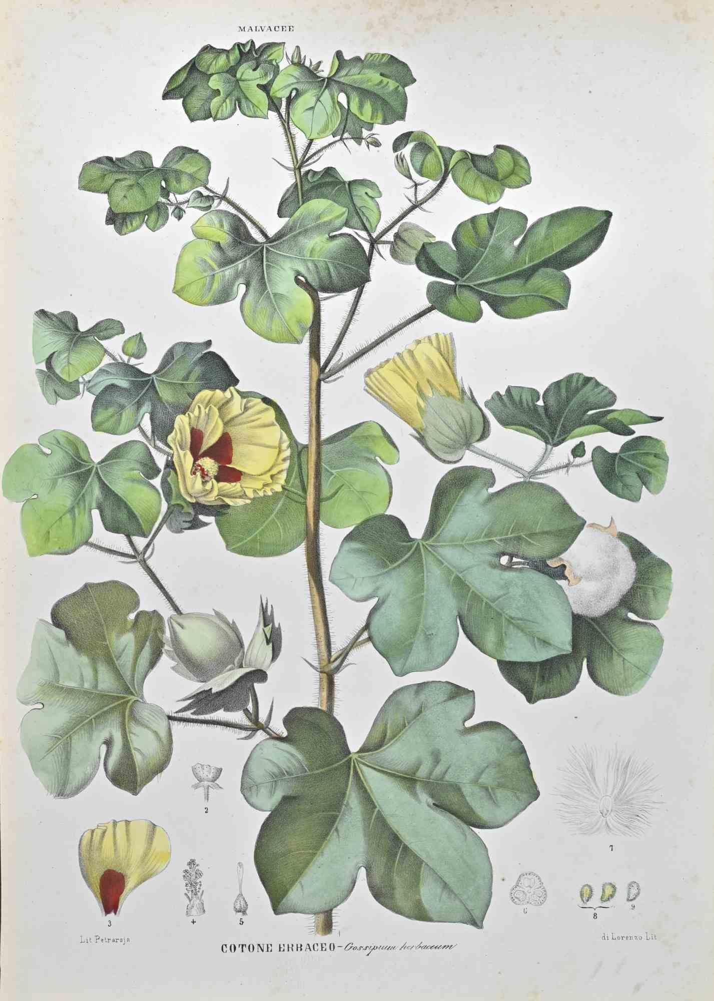 Litografía acuarelada a mano.

Pertenece a la Serie "Atlante di Botanica popolare ossia Illustrazione di Piante Notevoli di ogni famiglia" (Atlas de botánica popular o ilustración de plantas notables de cada familia), publicada en Nápoles, por