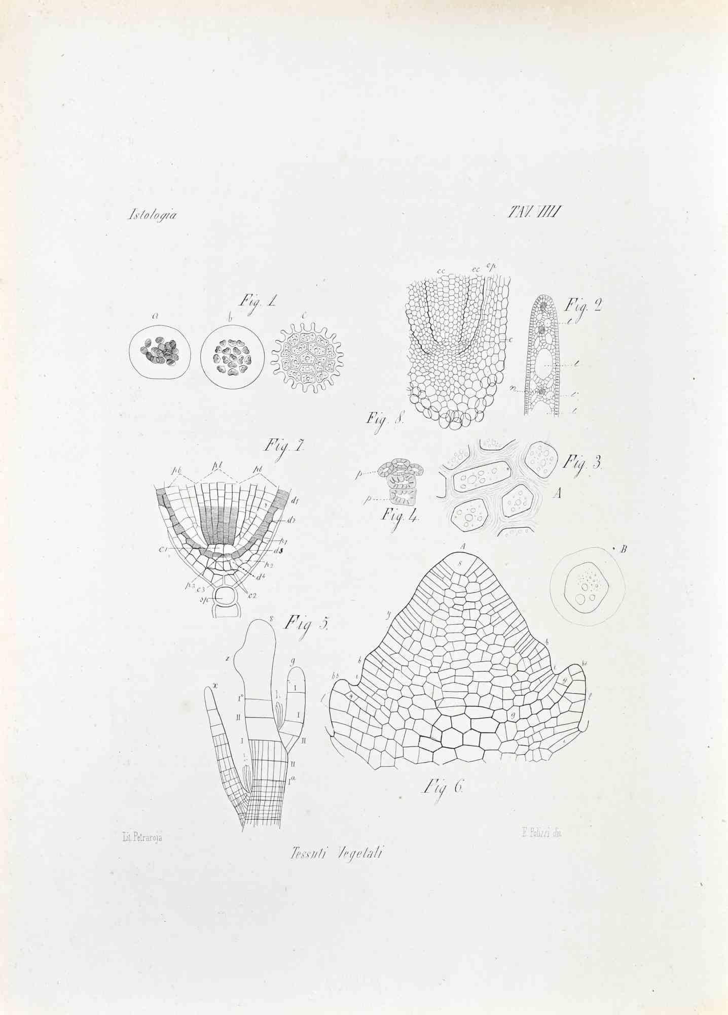 Lithograph.

Belongs to the Series "Atlante di Botanica popolare ossia Illustrazione di Piante Notevoli di ogni famiglia" (Atlas of popular botany or illustration of notable plants of each family), published in Napoli, by Raimondo Petrajola, in