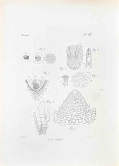 Histology - Lithograph by Vincenzo Tenore - 1870s