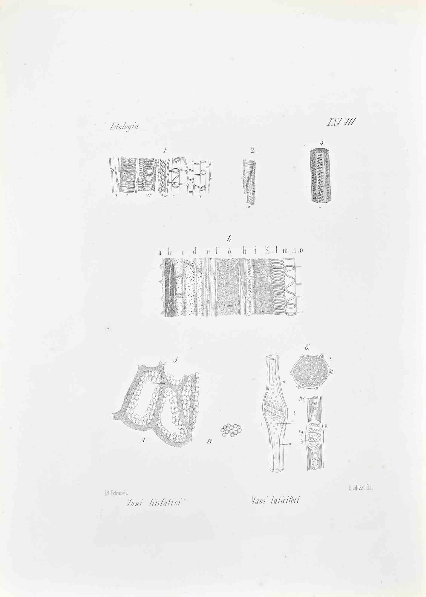 Lithograph.

Belongs to the Series "Atlante di Botanica popolare ossia Illustrazione di Piante Notevoli di ogni famiglia" (Atlas of popular botany or illustration of notable plants of each family), published in Napoli, by Raimondo Petrajola, in