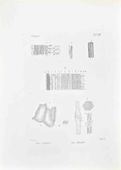 Histology - Lithograph by Vincenzo Tenore - 1870s