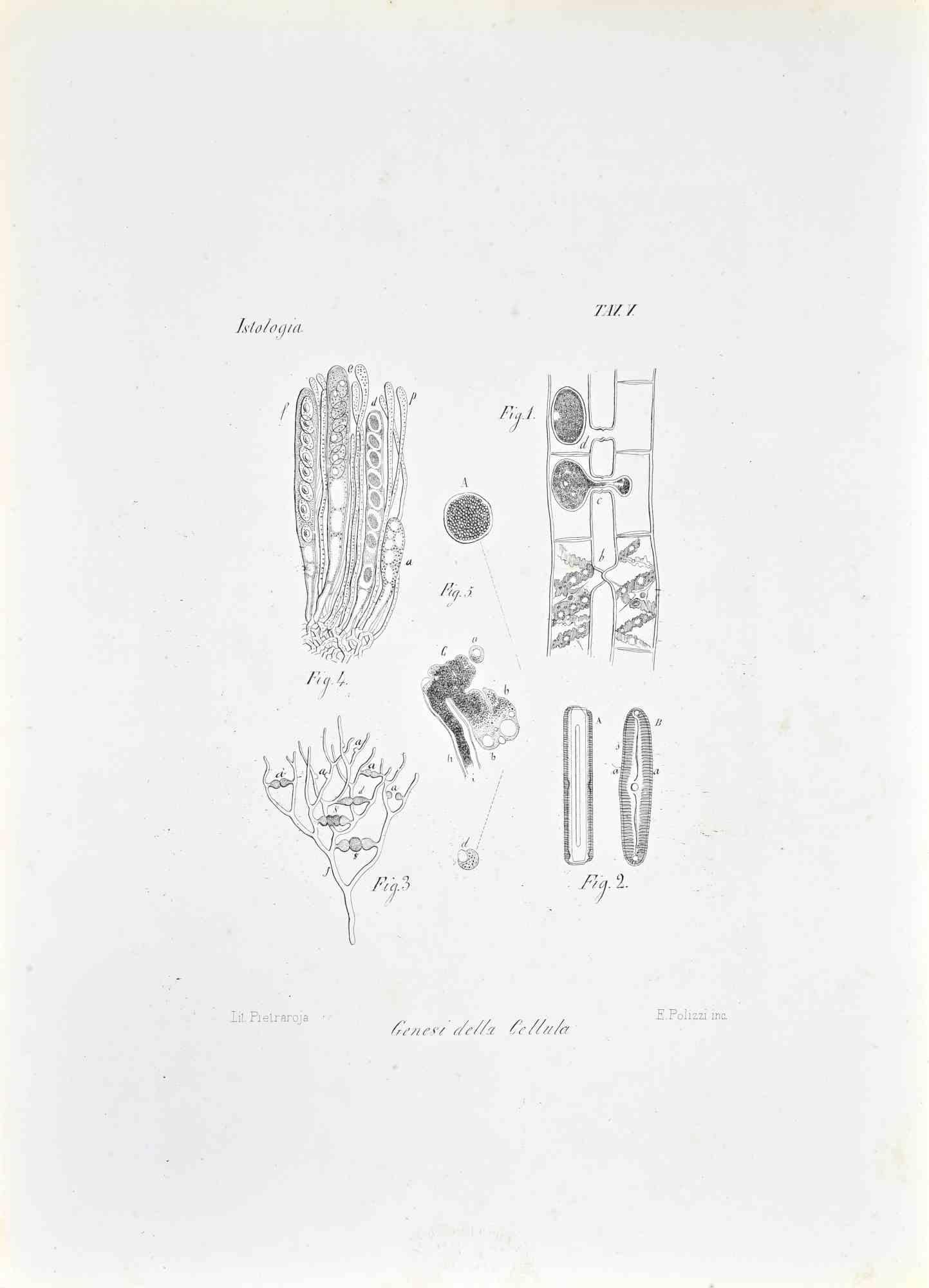 Lithograph.

Plate from "Atlante di Botanica popolare ossia Illustrazione di Piante Notevoli di ogni famiglia" (Atlas of popular botany or illustration of notable plants of each family), published in Napoli, by Raimondo Petrajola, in 1872/76.

This