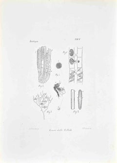 Histologie – Lithographie von Vincenzo Tenore – 1870er Jahre