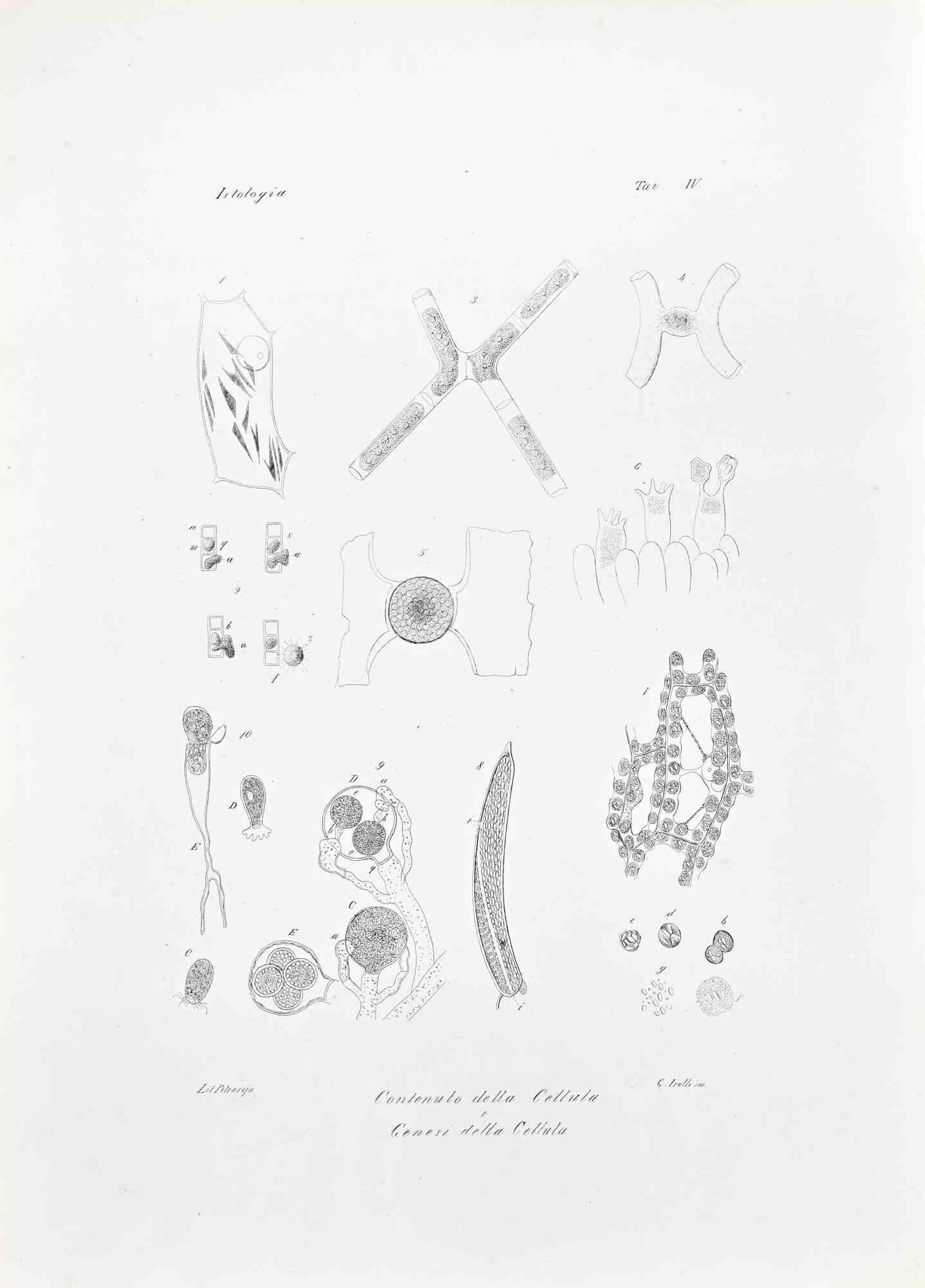Lithografie.

Tafel aus dem "Atlante di Botanica popolare ossia Illustrazione di Piante Notevoli di ogni famiglia" (Atlas der volkstümlichen Botanik oder Illustration bemerkenswerter Pflanzen jeder Familie), veröffentlicht in Neapel, von Raimondo
