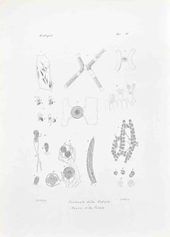 Histology - Lithograph by Vincenzo Tenore - 1870s