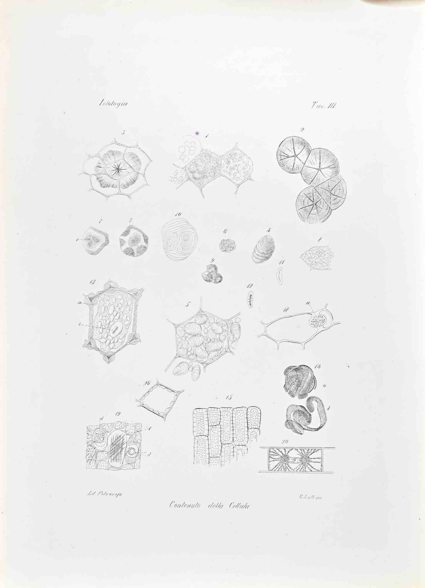 Lithograph.

Plate from "Atlante di Botanica popolare ossia Illustrazione di Piante Notevoli di ogni famiglia" (Atlas of popular botany or illustration of notable plants of each family), published in Napoli, by Raimondo Petrajola, in 1872/76.

This