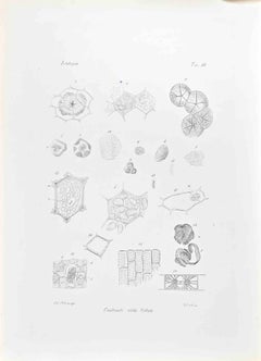 Histology - Lithograph by Vincenzo Tenore - 1870s