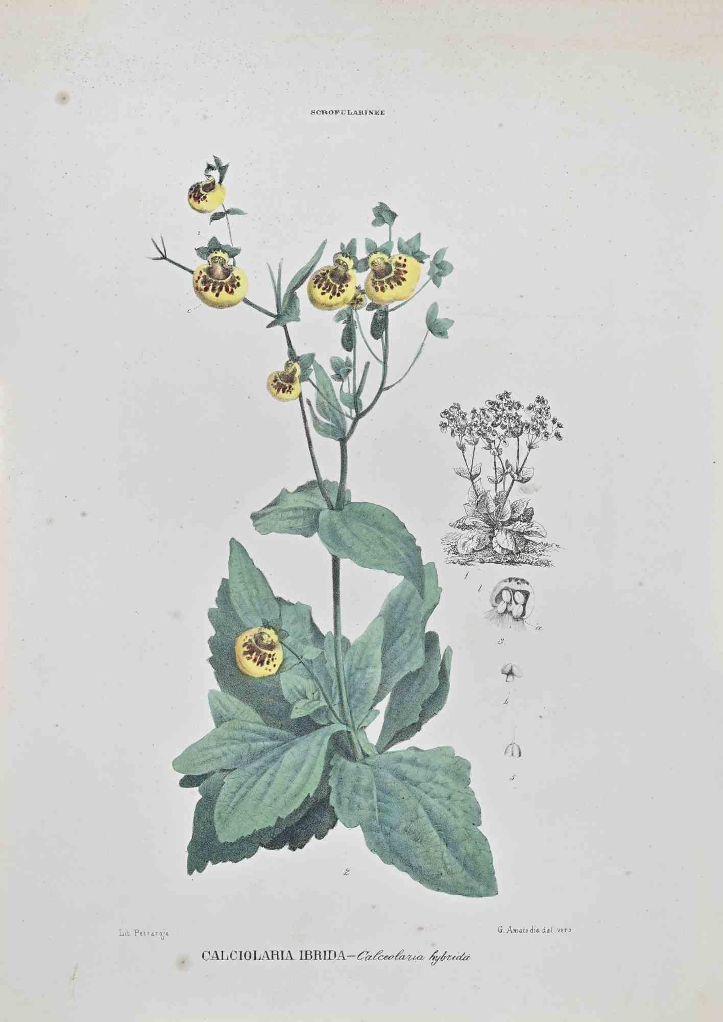 Lithograph hand watercolored.

Belongs to the Series "Atlante di Botanica popolare ossia Illustrazione di Piante Notevoli di ogni famiglia" (Atlas of popular botany or illustration of notable plants of each family), published in Napoli, by Raimondo