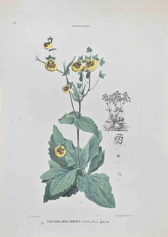 Hybride Calciolaria  - Lithographie von Vincenzo Tenore - 1870er Jahre