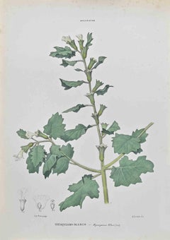 Hyoscyamus Albus - Lithograph by Vincenzo Tenore - 1870s