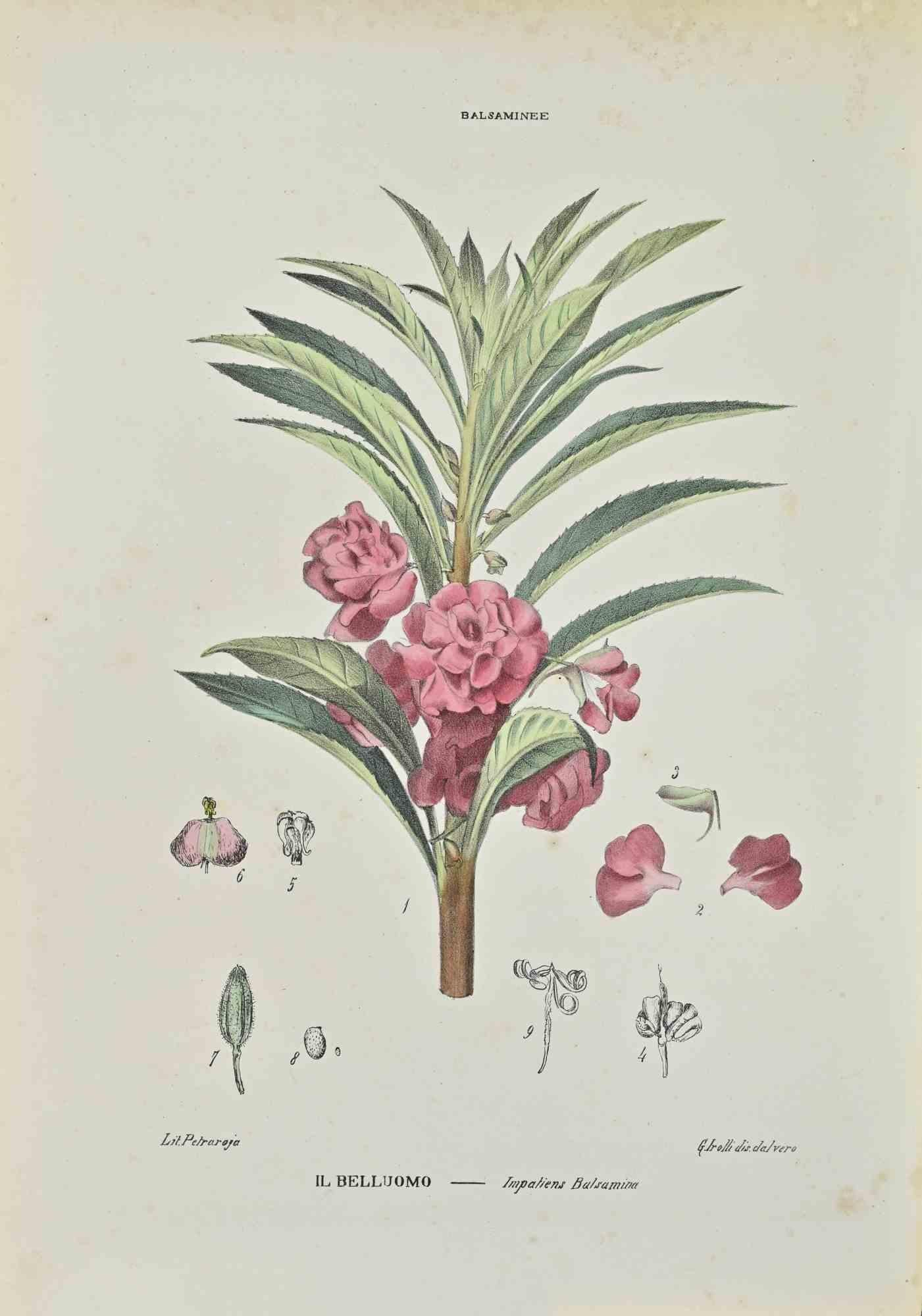 Lithograph hand watercolored.

Belongs to the Series "Atlante di Botanica popolare ossia Illustrazione di Piante Notevoli di ogni famiglia" (Atlas of popular botany or illustration of notable plants of each family), published in Napoli, by Raimondo