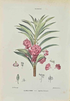 Impatiens Balsamina - Lithographie de Vincenzo Tenore - années 1870