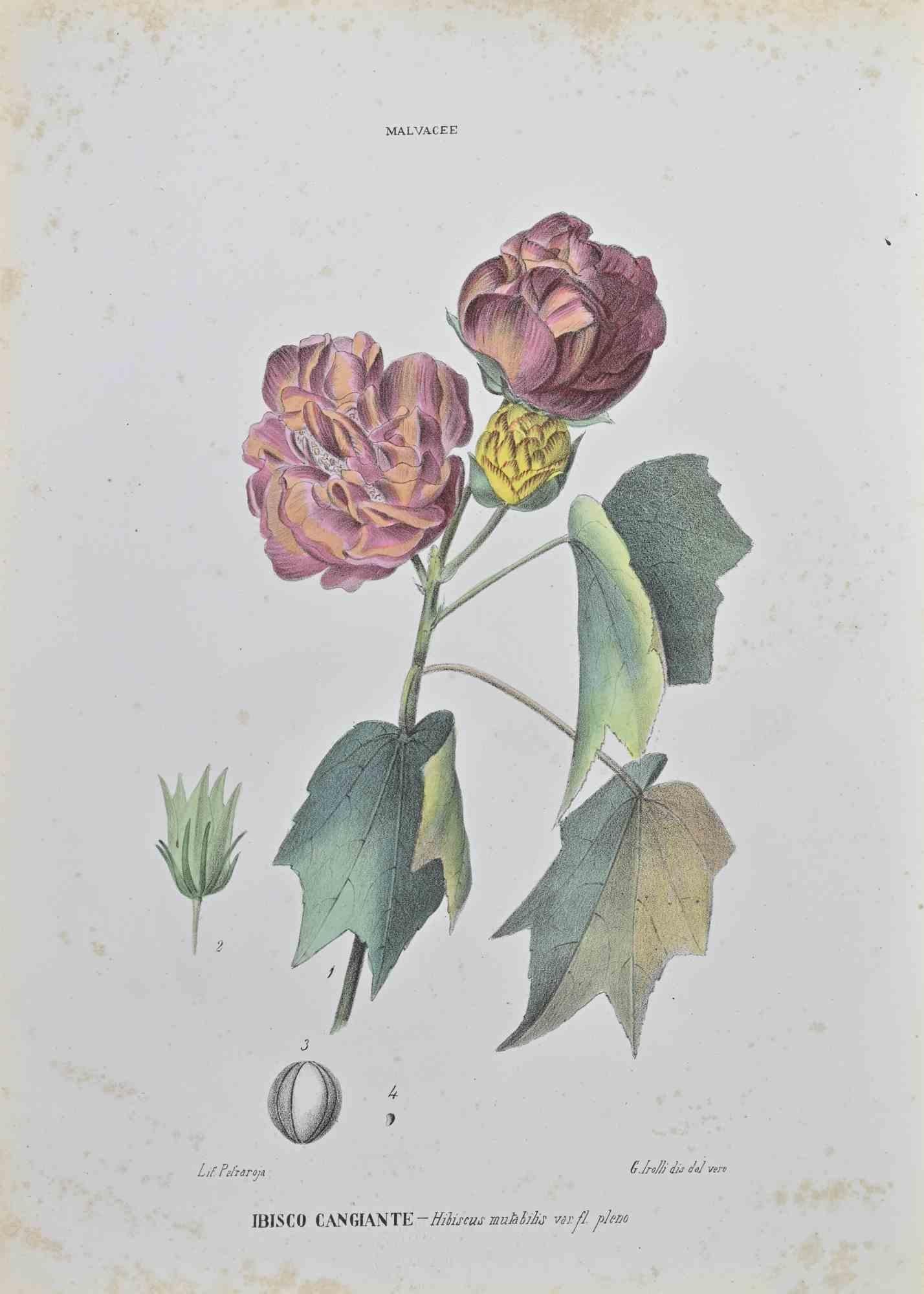 Lithograph hand watercolored.

Belongs to the Series "Atlante di Botanica popolare ossia Illustrazione di Piante Notevoli di ogni famiglia" (Atlas of popular botany or illustration of notable plants of each family), published in Napoli, by Raimondo