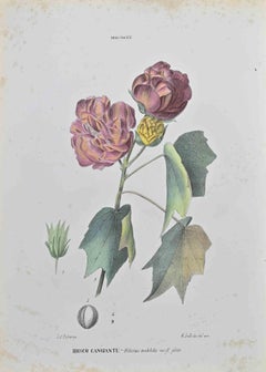Iridescent Hibiscus - Lithograph by Vincenzo Tenore - 1870s