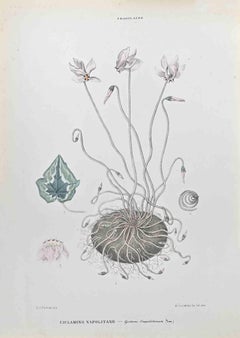 Ivy-leaf Cyclamen - Lithograph by Vincenzo Tenore - 1870s