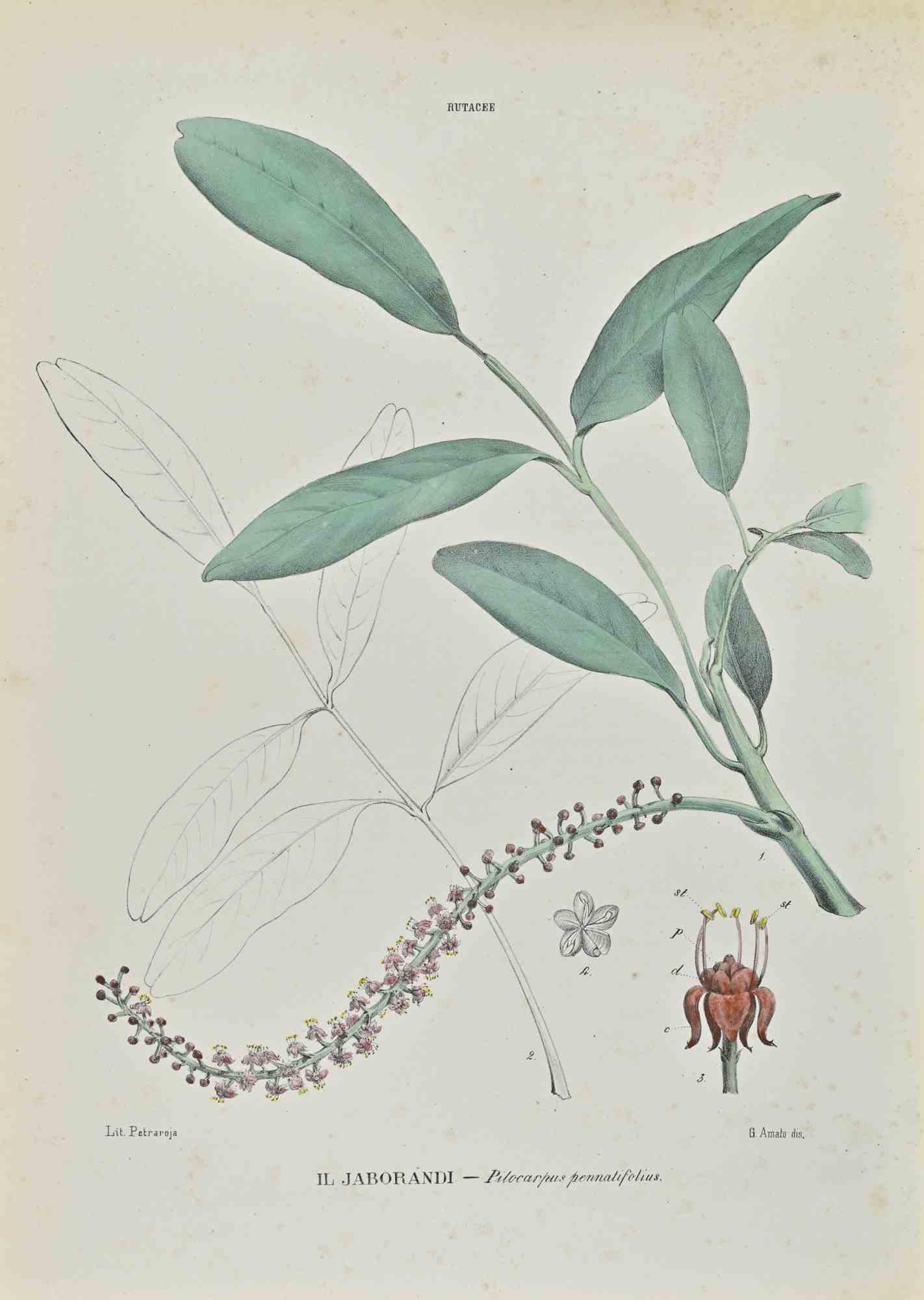 Lithograph hand watercolored.

Belongs to the Series "Atlante di Botanica popolare ossia Illustrazione di Piante Notevoli di ogni famiglia" (Atlas of popular botany or illustration of notable plants of each family), published in Napoli, by Raimondo