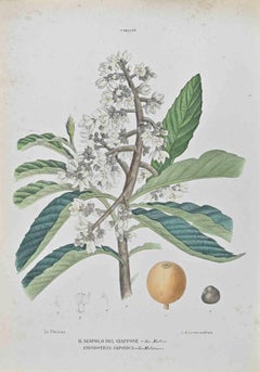Antique Japanese Medlar - Lithograph by Vincenzo Tenore - 1870s
