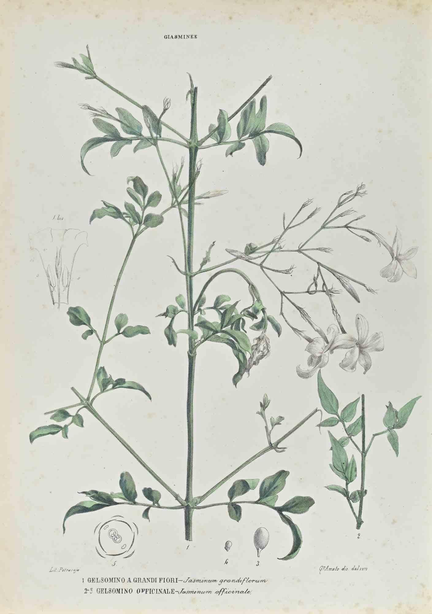 Lithograph hand watercolored.

Belongs to the Series "Atlante di Botanica popolare ossia Illustrazione di Piante Notevoli di ogni famiglia" (Atlas of popular botany or illustration of notable plants of each family), published in Napoli, by Raimondo