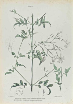 Jazmines - Litografía de Vincenzo Tenore - Años 1870