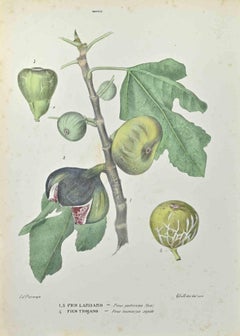 Lardaro Fig and Trojan Fig - Lithograph by Vincenzo Tenore - 1870s