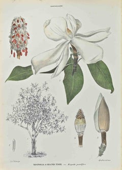 Groß geflochtene Magnolie – Lithographie von Vincenzo Tenore – 1870er Jahre