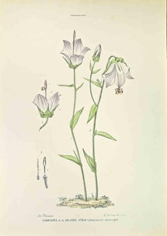 Großgeformte Glockenblume – Lithographie von Vincenzo Tenore – 1870er Jahre