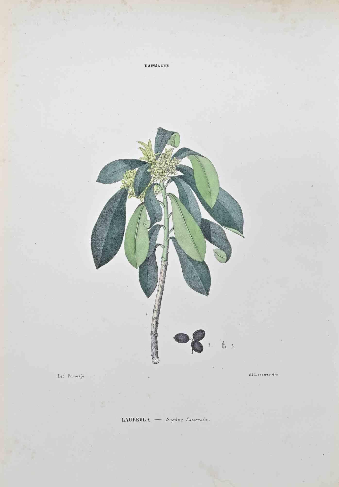 Lithographie aquarellée à la main.

Appartient à la série "Atlante di Botanica popolare ossia Illustrazione di Piante Notevoli di ogni famiglia" (Atlas de botanique populaire ou illustration des plantes remarquables de chaque famille), publiée à