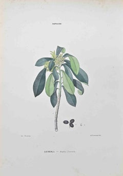 Antique Laureola - Lithograph by Vincenzo Tenore - 1870s