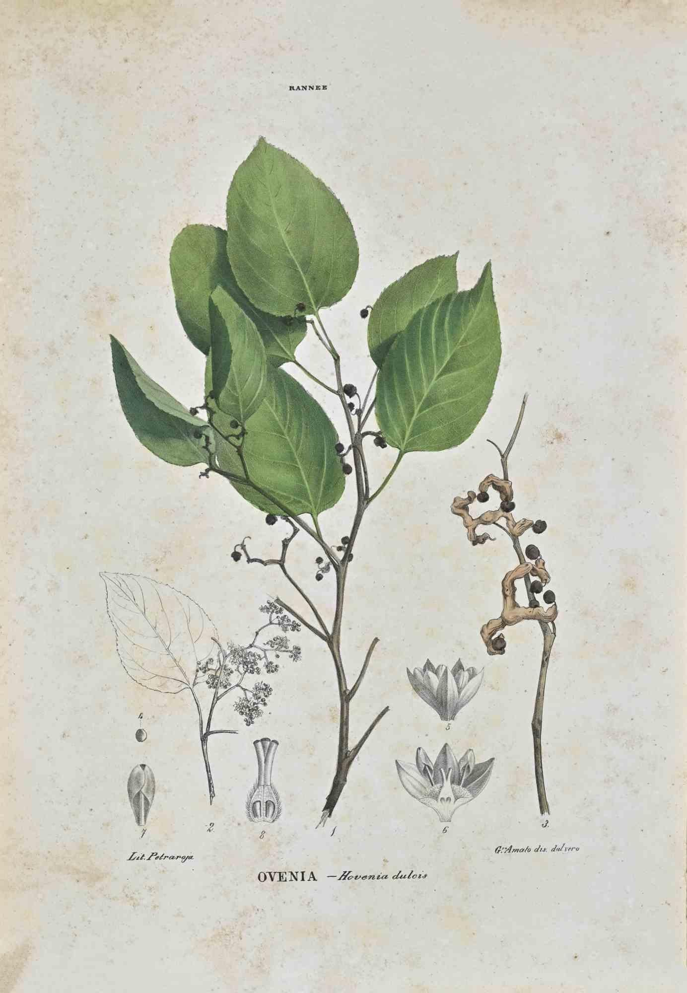 Lithograph hand watercolored.

Plate from "Atlante di Botanica popolare ossia Illustrazione di Piante Notevoli di ogni famiglia" (Atlas of popular botany or illustration of notable plants of each family), published in Napoli, by Raimondo Petrajola,