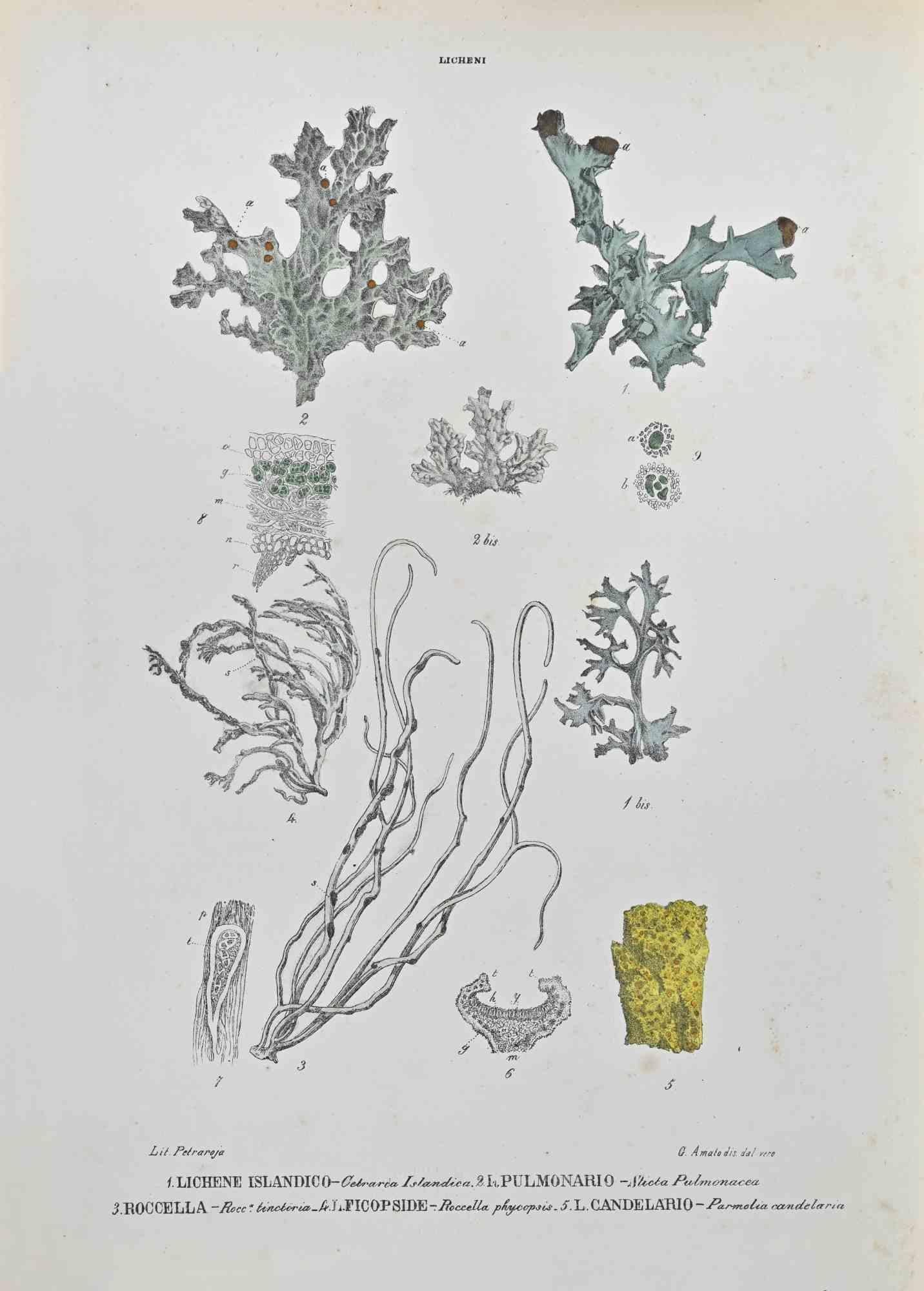 Lithographie von Hand aquarelliert.

Gehört zur Reihe "Atlante di Botanica popolare ossia Illustrazione di Piante Notevoli di ogni famiglia" (Atlas der volkstümlichen Botanik oder Illustration bemerkenswerter Pflanzen jeder Familie), veröffentlicht