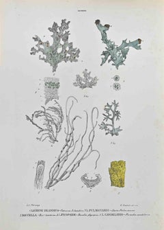 Lichens - Lithograph by Vincenzo Tenore - 1870s