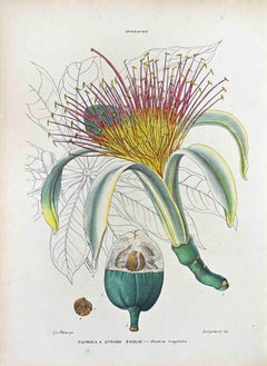 Long-Leaf Pachira - Lithograph by Vincenzo Tenore - 1870s