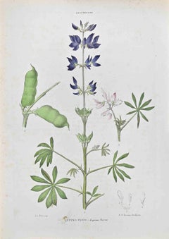 Antique Lupine Vario - Lithograph by Vincenzo Tenore - 1870s