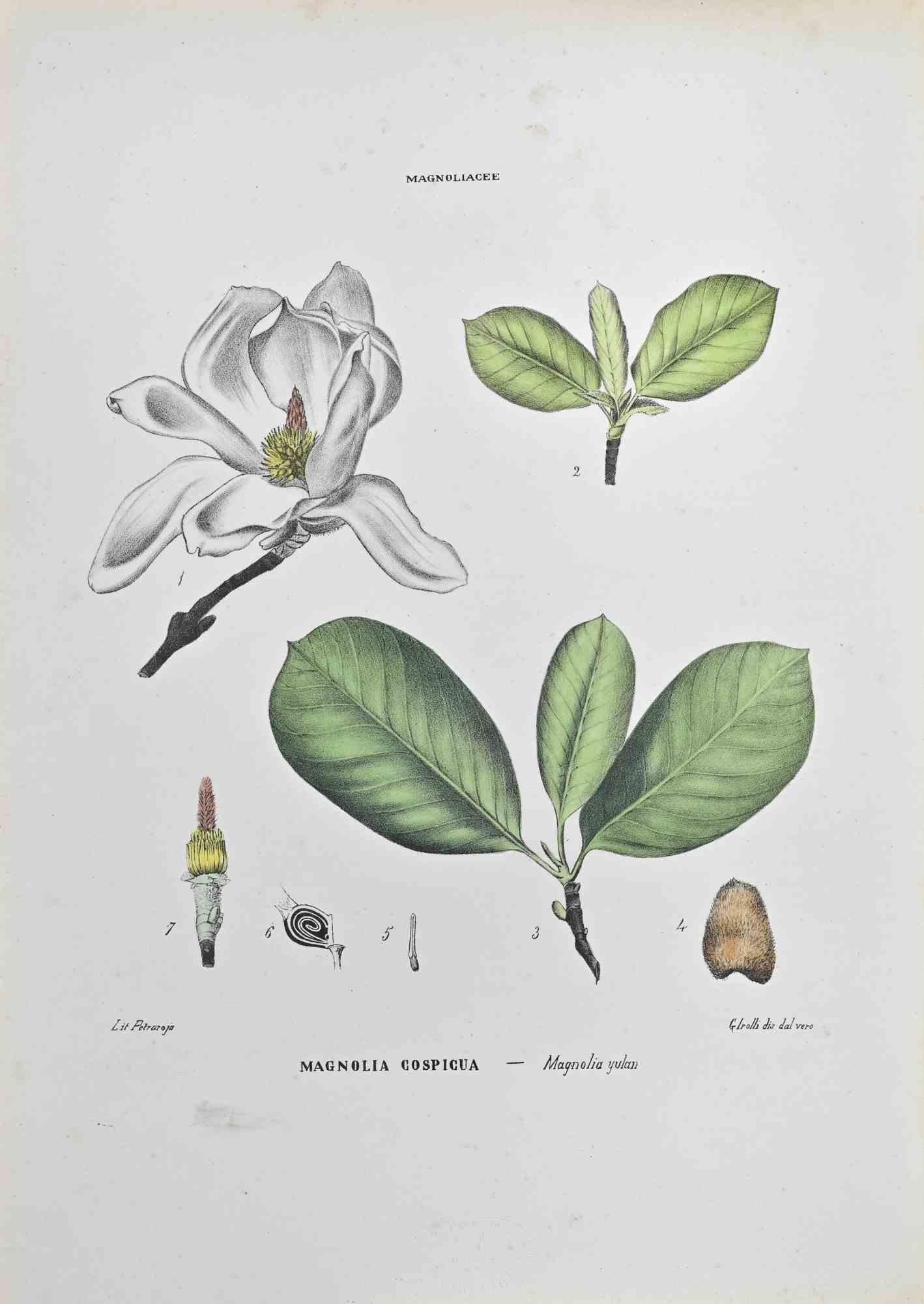 Litografia acquerellata a mano.

Appartiene alla Collana "Atlante di Botanica popolare ossia Illustrazione di Piante Notevoli di ogni famiglia", pubblicata a Napoli, da Raimondo Petrajola, nel 1872/76.

Questa è la prima edizione di una popolare