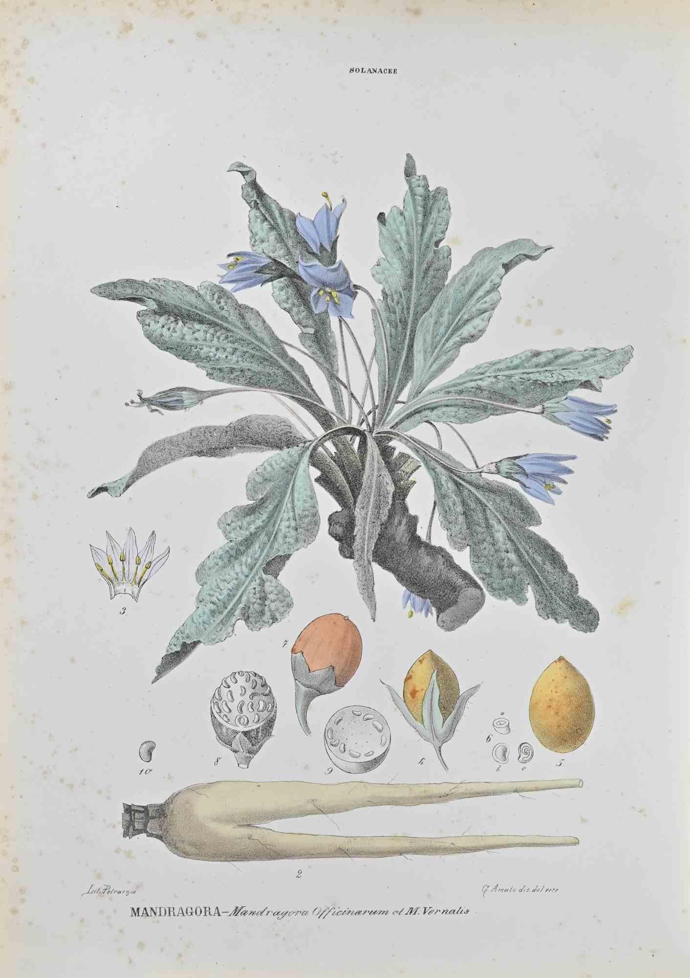 Lithograph hand watercolored.

Belongs to the Series "Atlante di Botanica popolare ossia Illustrazione di Piante Notevoli di ogni famiglia" (Atlas of popular botany or illustration of notable plants of each family), published in Napoli, by Raimondo